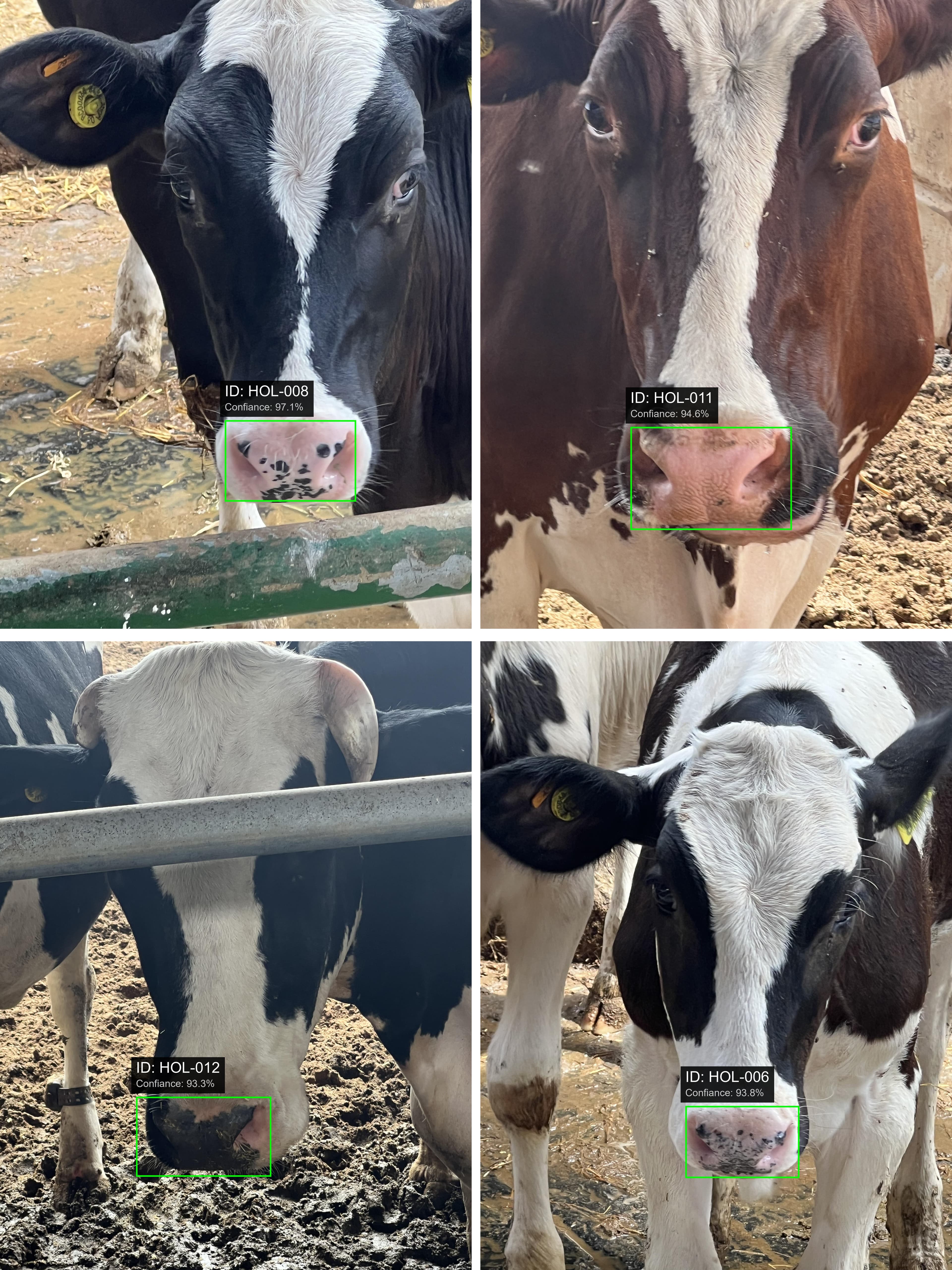 Cattle Face Detection System